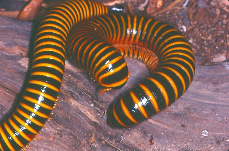 Представитель Семейства Messicobolidae